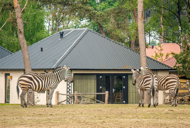 Safari Resort Beekse Bergen